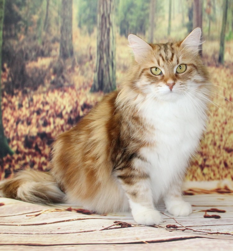 Сибирская кошка