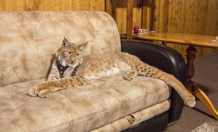 Рысь в квартире