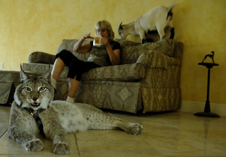 Рысь в доме человека