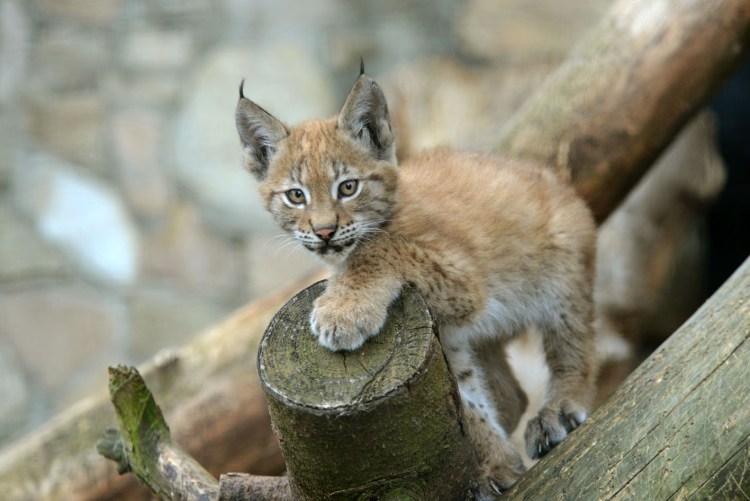 Каракал одомашненный