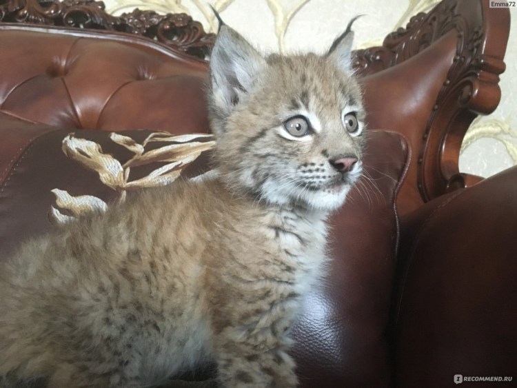 Каракал домашний Шлепа