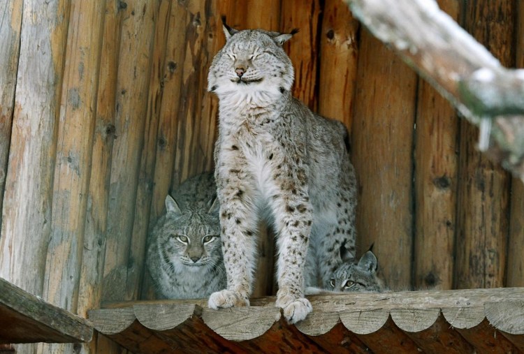 Рысь Сибирская домашняя