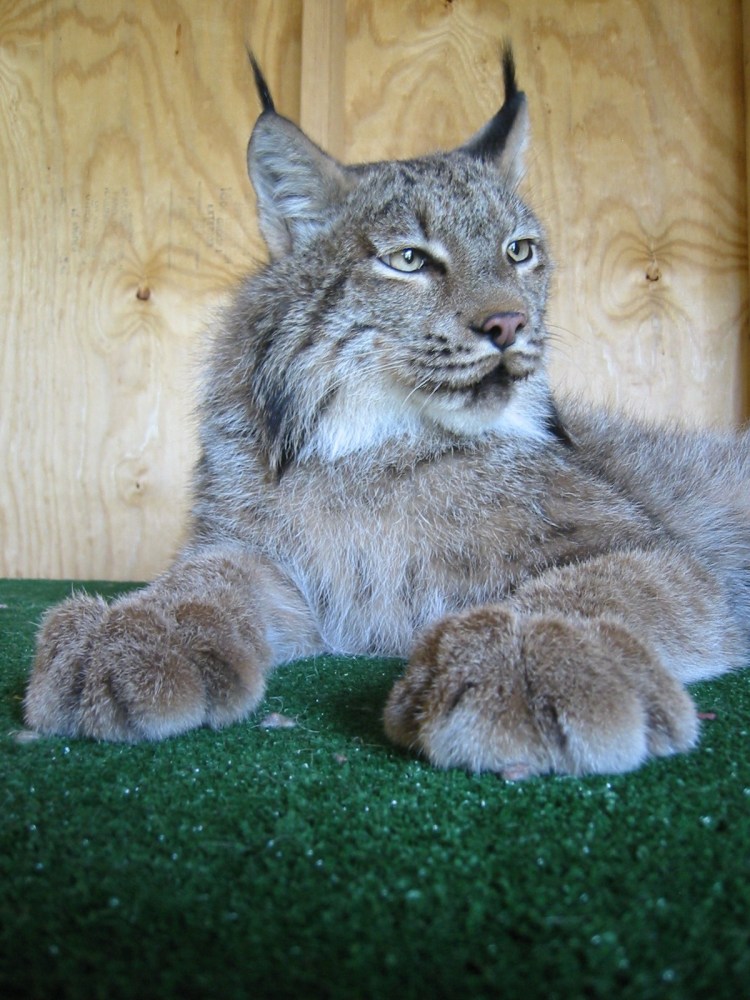 Порода кошек похожая на Рысь