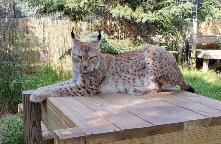 Домашняя Рысь Алиса