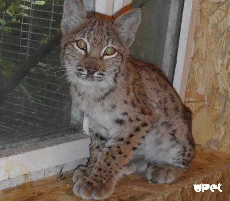 Рысь в частном доме