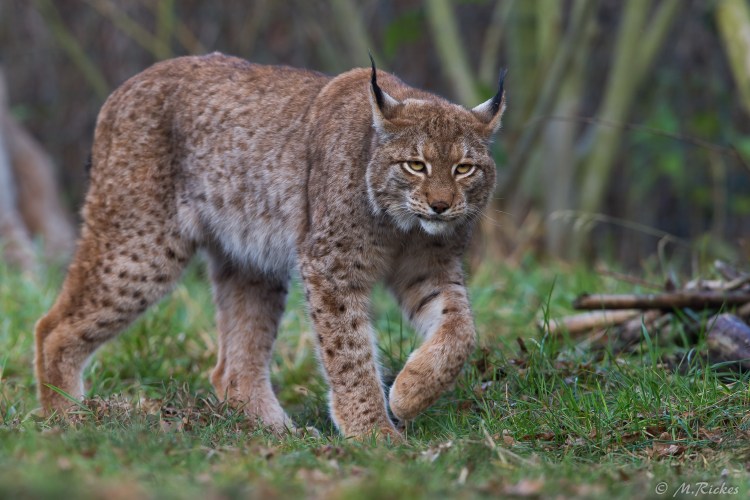 Среднеазиатская Рысь