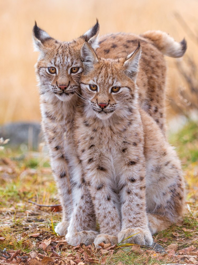 Одомашненная Рысь