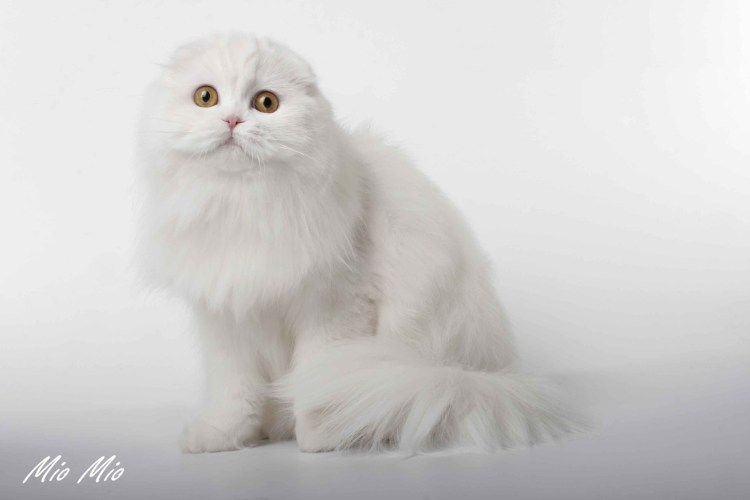 Порода хайленд фолд