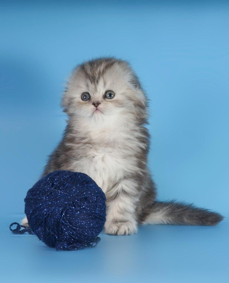 Шатландский вислоузий хайлендфолд