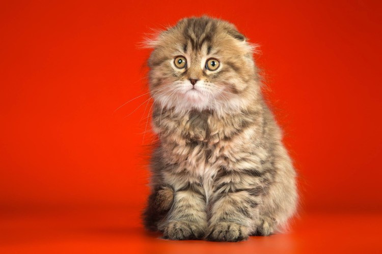 Шотландская вислоухая длинношерстная