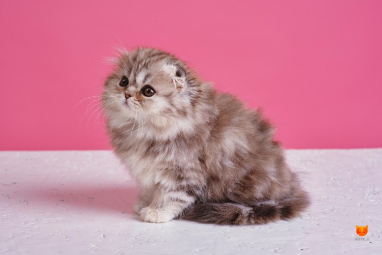 Хайленд-фолд Шотландская