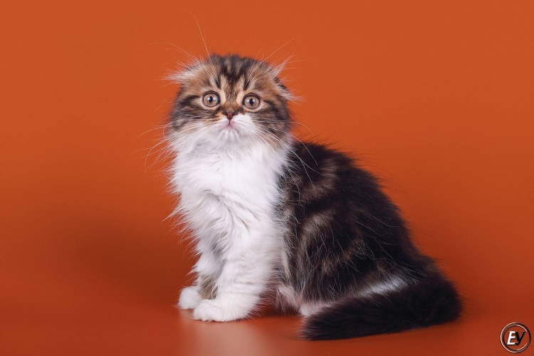 Шотландская вислоухая кошка хайленд фолд