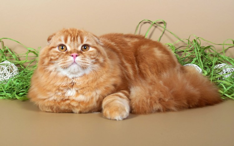 Хайленд-страйт Шотландская вислоухая