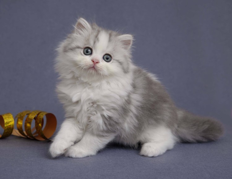 Порода хайленд фолд