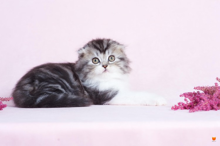 Хайленд-фолд длинношерстная вислоухая голубая