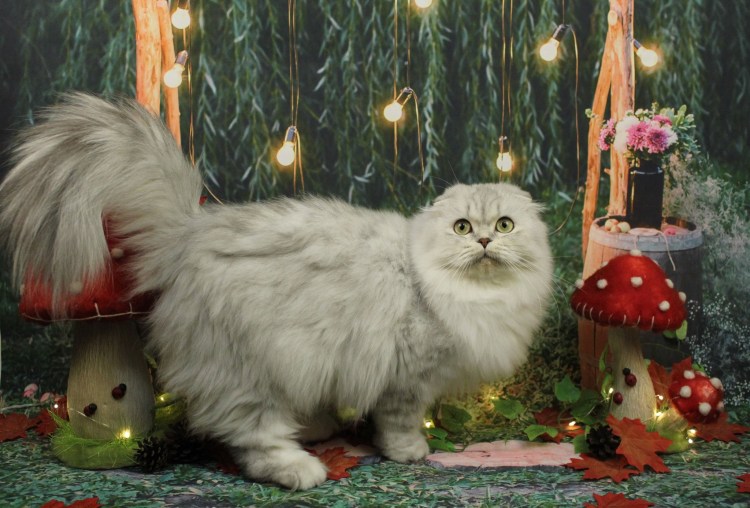 Хайленд-фолд котята