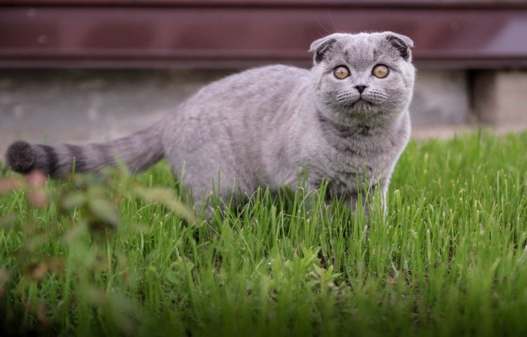 Кошки вислоухие шотландцы