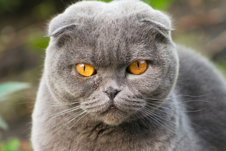 Шотландские вислоухие коты