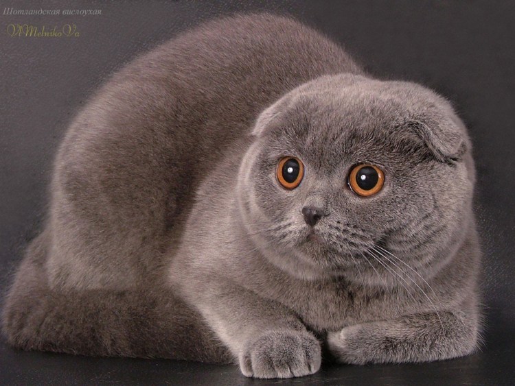 Ирландский вислоухий кот черный