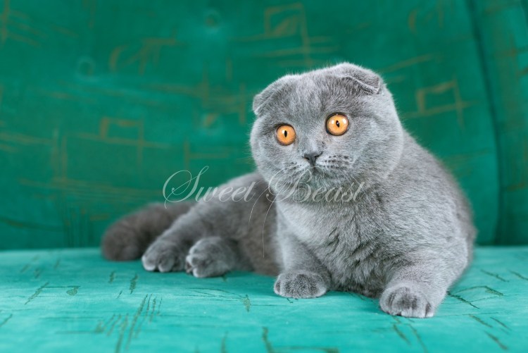 Шотландская вислоухая кошка