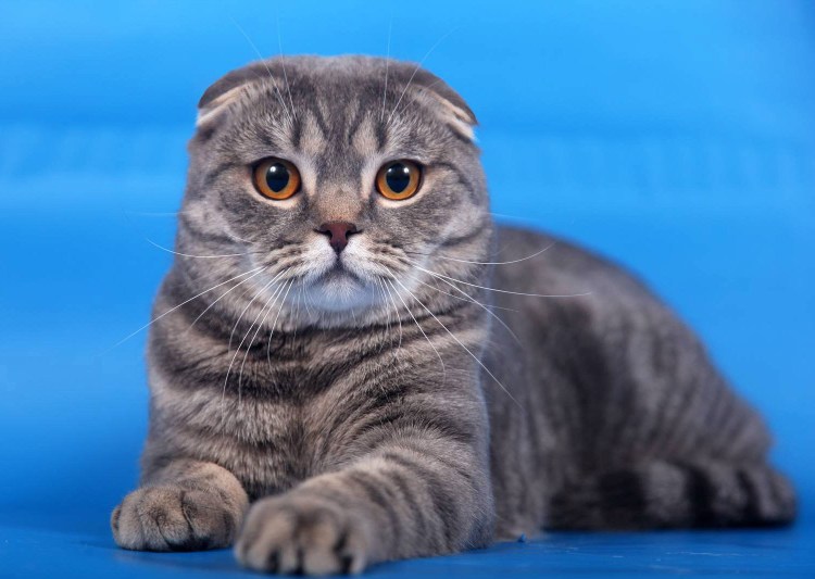 Шотландская вислоухая кошка