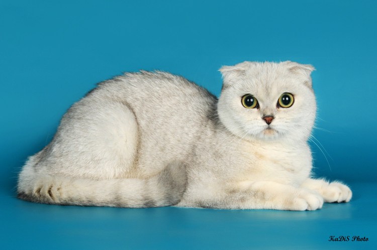 Серебристая шиншилла кошка вислоухая