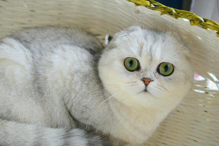 Шотландская вислоухая кошка Сьюзи