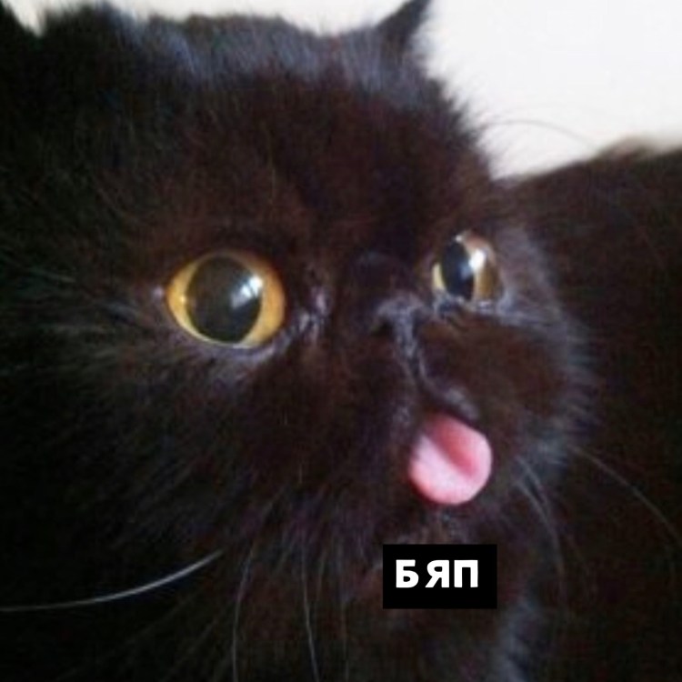 Чёрный кот с большими глазами