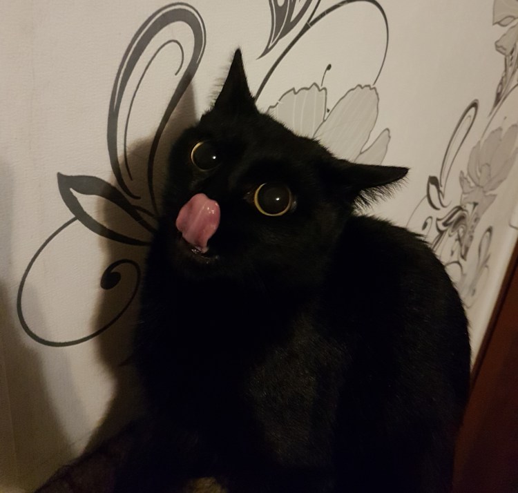 Черные коты с высунутым языком