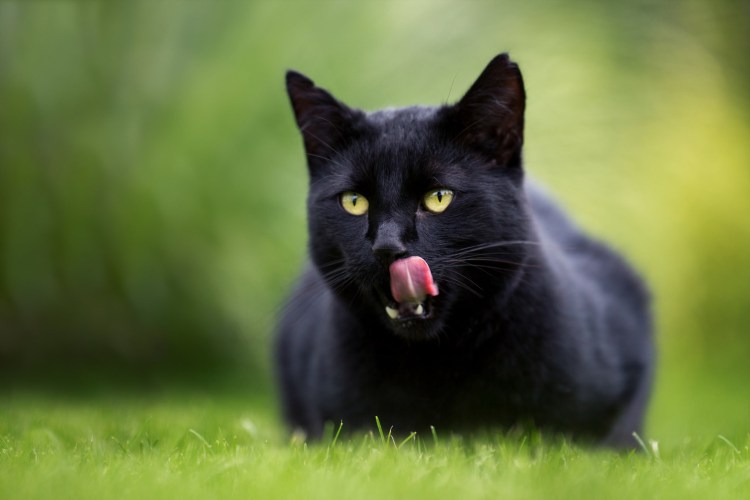 Кот лижет экран