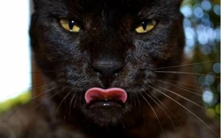 Кот показывает язык Мем