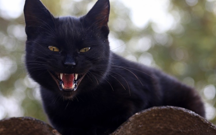 Черный кот с язычком