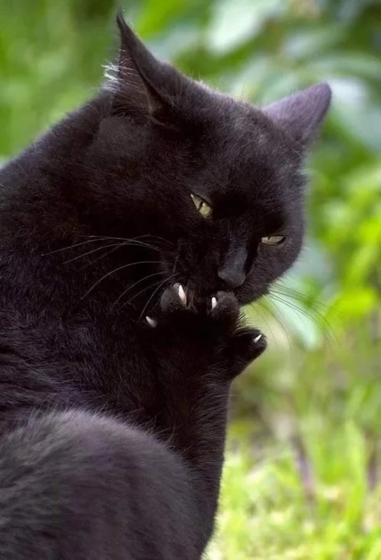 Черный кот облизывается