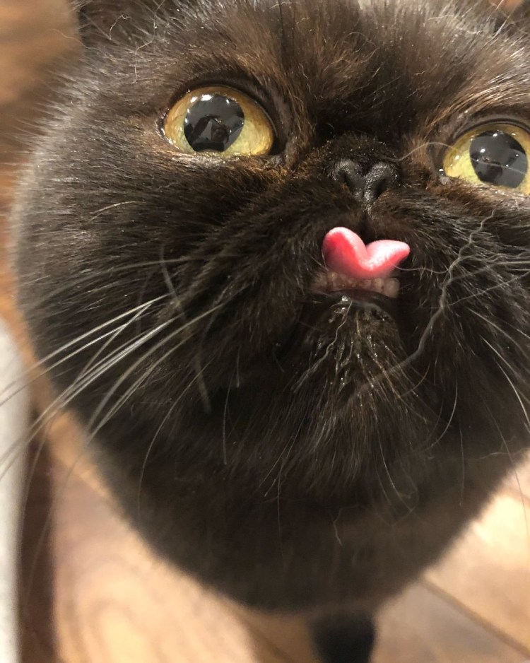 Кошка с большими клыками