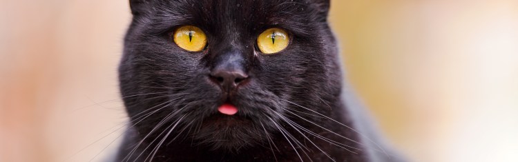 Черная кошка облизывается