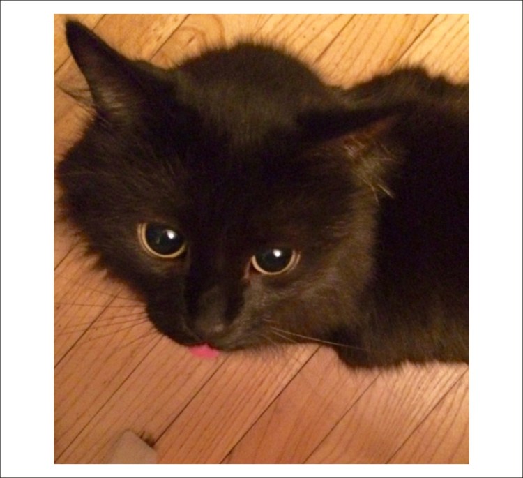 Коты с высунутым языком