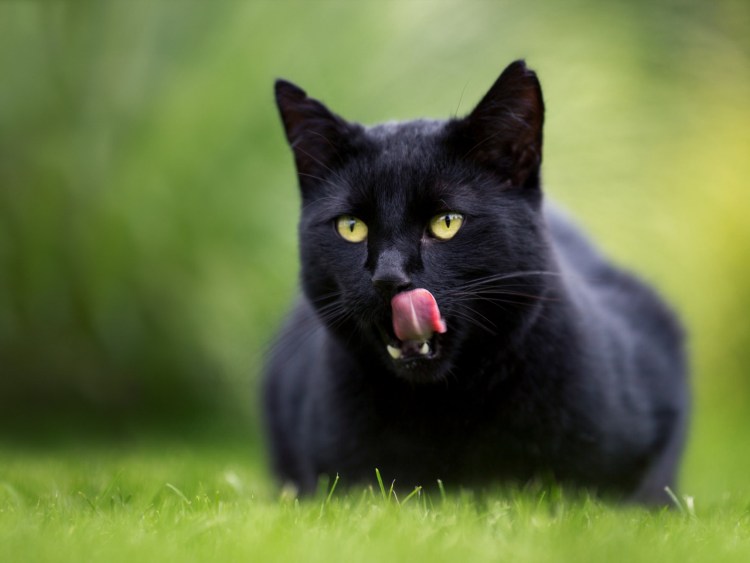 Кот вампир порода