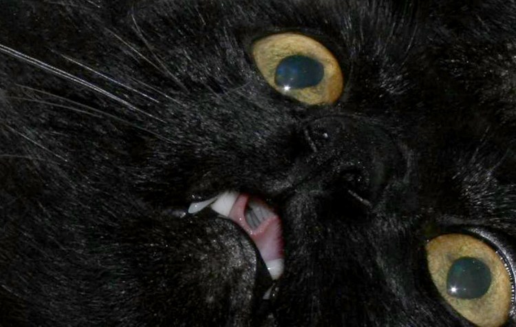 Черные коты мемы