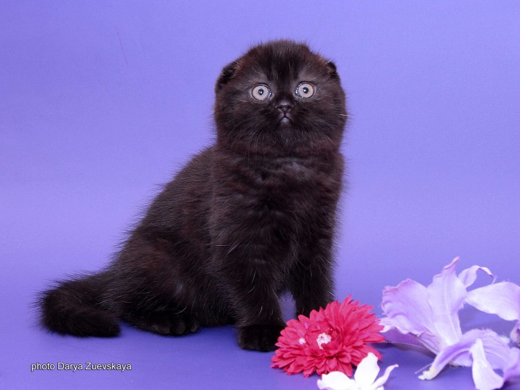 Шотландская вислоухая кошка черная