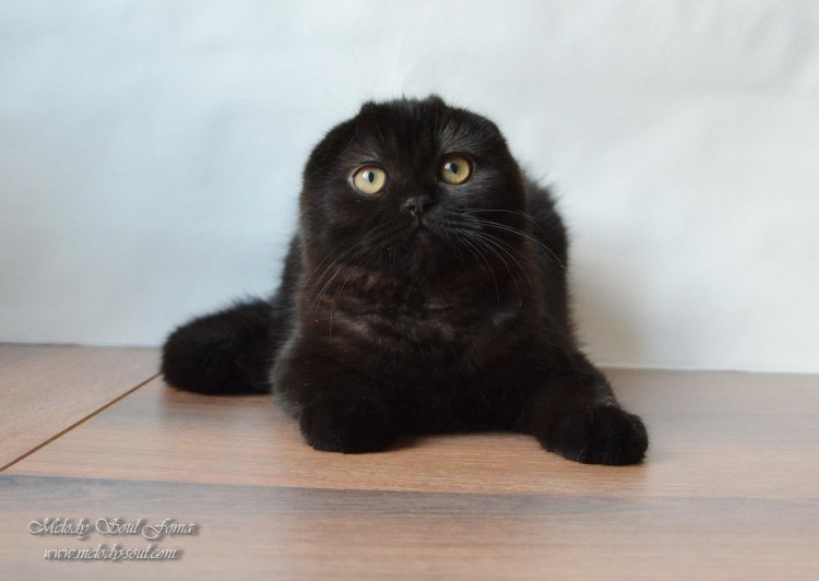 Шотландская вислоухая кошка черная