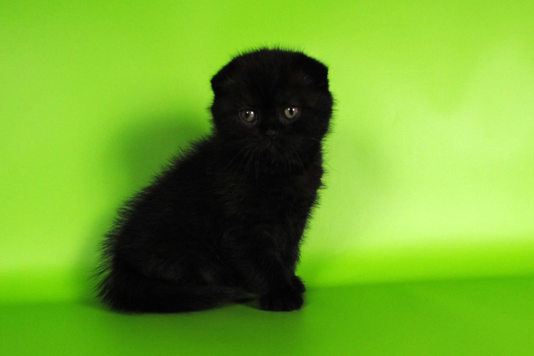 Шотландский вислоухий кот черный