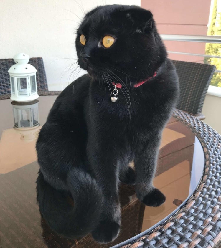 Шотландская вислоухая кошка черная