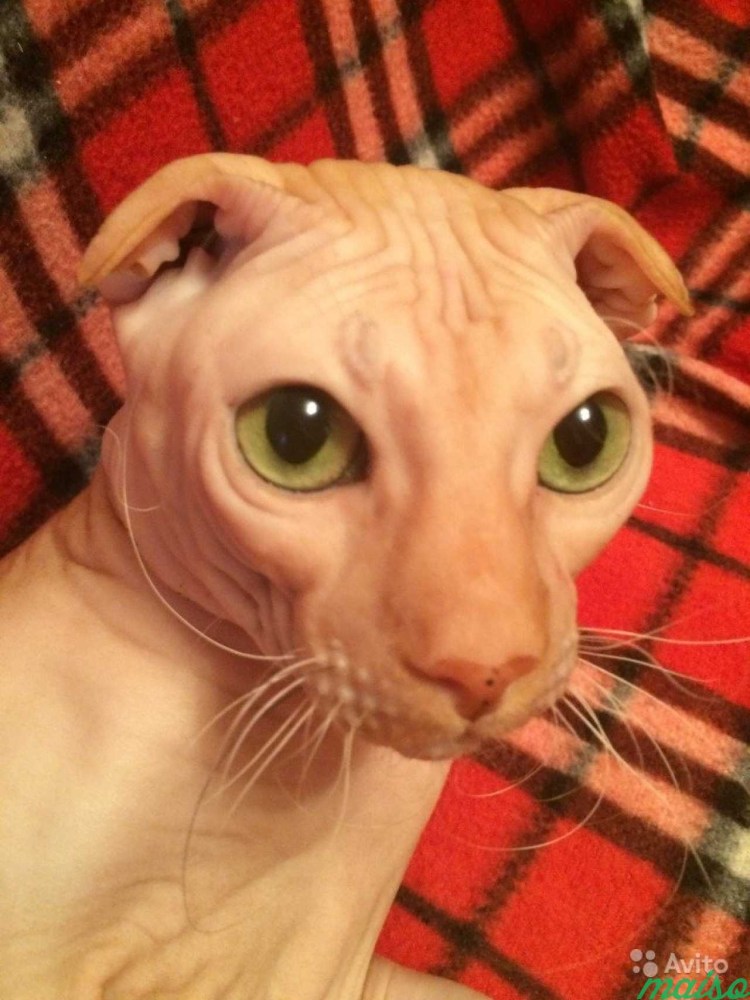 Украинский левкой кошка