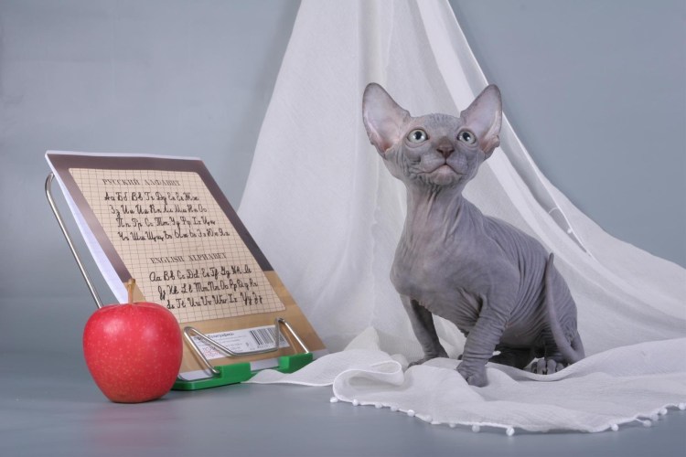 Украинский левкой браш