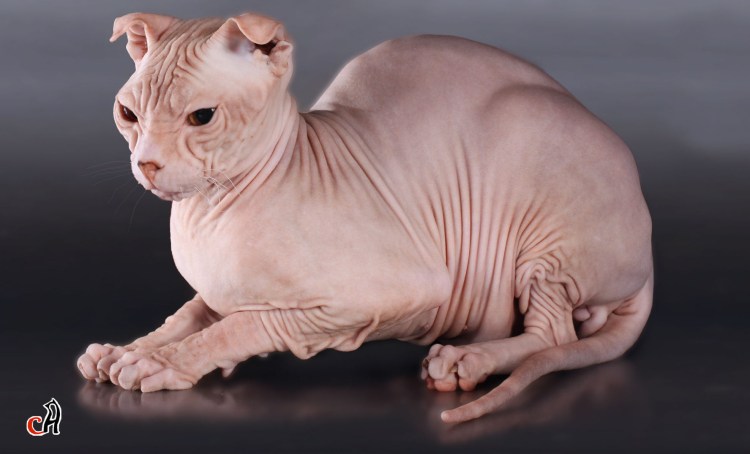 Вислоухий сфинкс украинский левкой