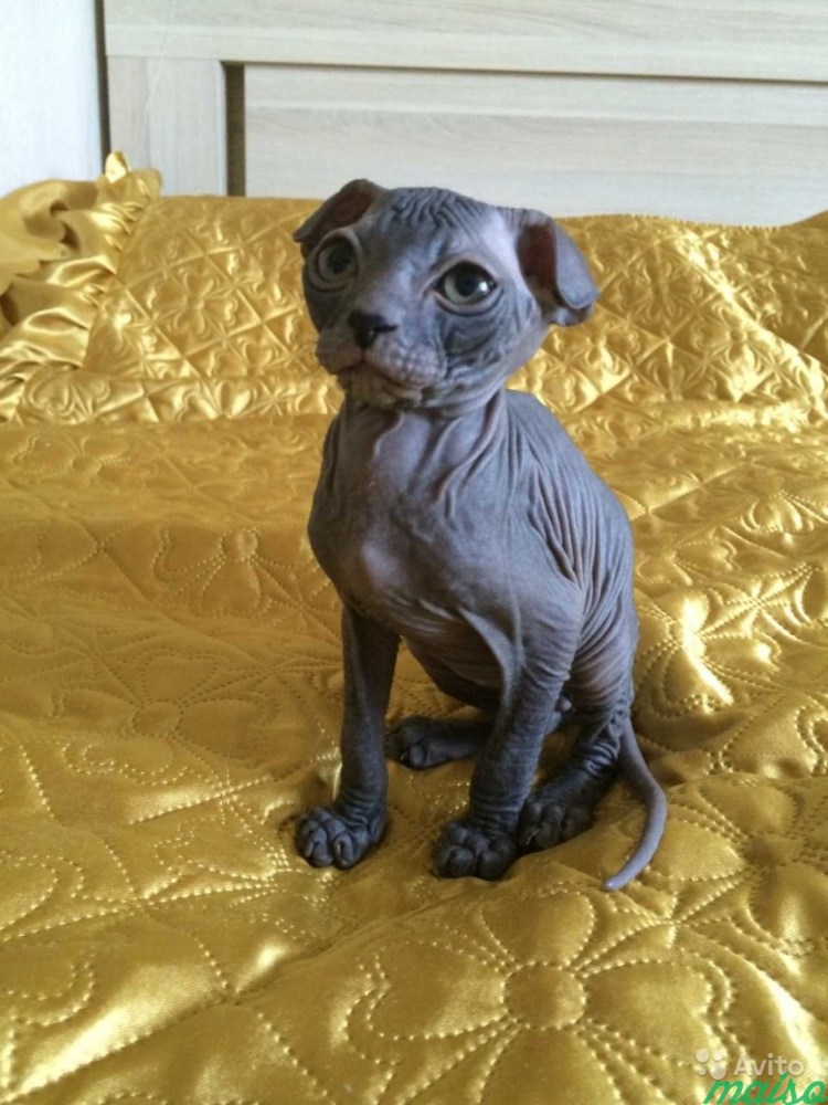 Вислоухий сфинкс украинский левкой