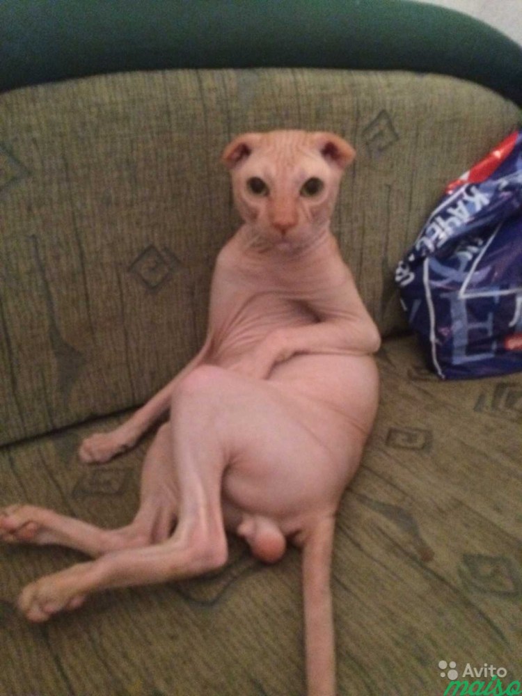 Украинский левкой страйт