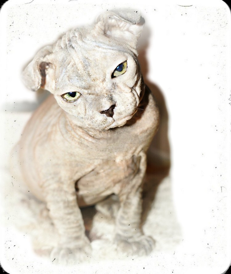 Донской левкой сфинкс