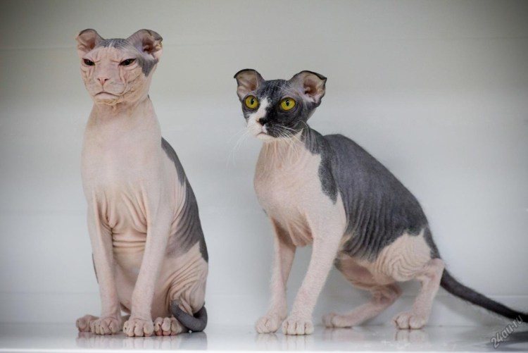 Сфинкс украинский левкой