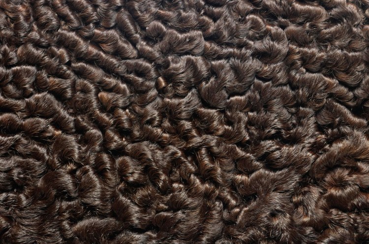 Корниш рекс черепаха